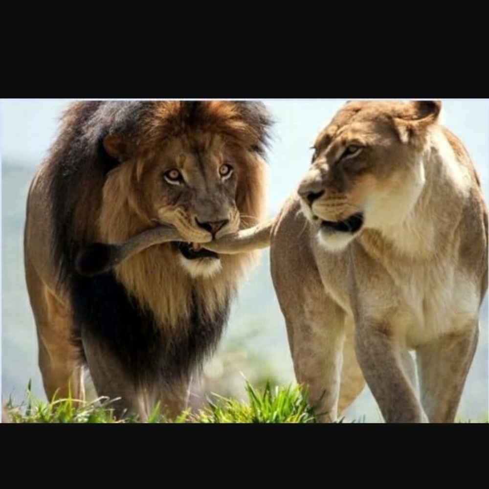 Meet your Posher, Carey